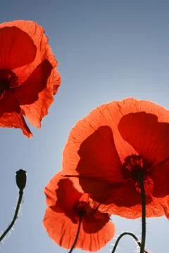Low angle view of several pretty red poppies in the field during spring summe Stock Photos