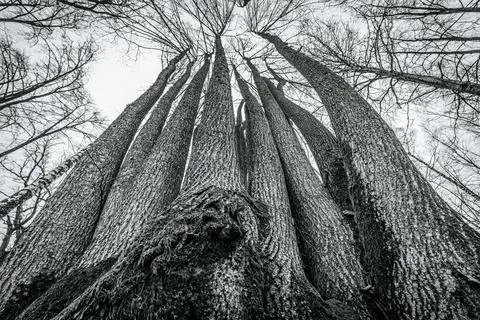 Low-angle view of several tall, bare trees reaching up to the sky Stock Photos