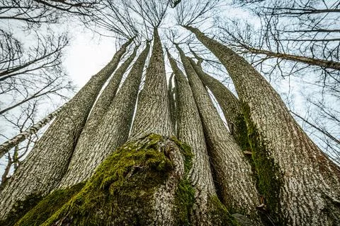 Low-angle view of several tall, bare trees reaching up to the sky Stock Photos