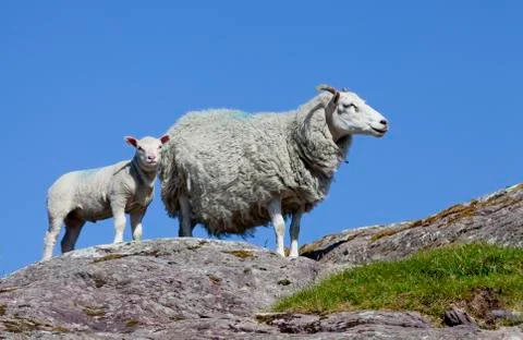 Low angle view of a sheep and lamb standing together on a rock against a blue sk Stock Photos