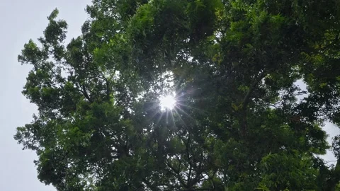 A low-angle view of the shining or peeping sun amidst Neem tree branches Stock Footage 252203940