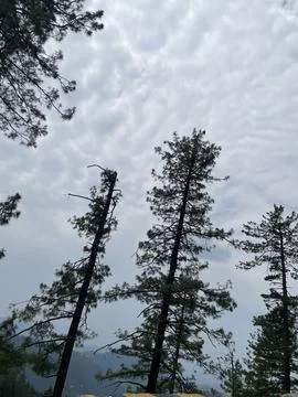 A low-angle view showcases tall, majestic pine trees Stock Photos