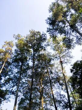 A Low-Angle View Showing Tall Pine Trees Stock Photos