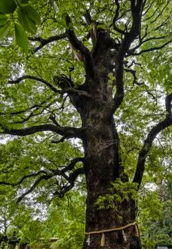 A low angle view shows a sacred camphor tree at Ueno Toshogu Shrine, Japan. Stock Photos