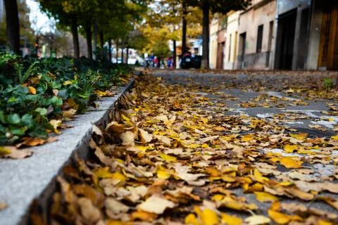 Low angle view of a side walk covered with autumn leafs Stock Photos