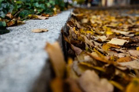 Low angle view of a side walk covered with autumn leafs Stock Photos