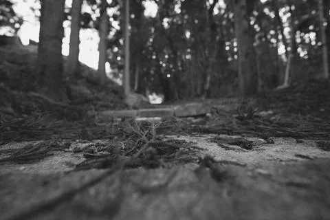 Low Angle View of a Silent Forest Floor in Winter Stockfoto's