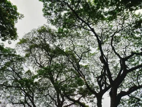 Low Angle View of Silhouette of Large Tree Canopy Foto stock