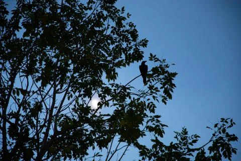 Low angle view of the silhouette of a tree with a raven on a branch and the b Stock Photos