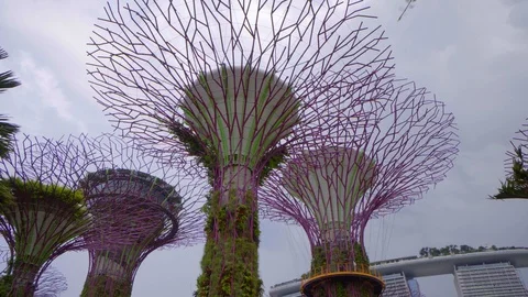 Low angle view of Singapore Super trees in Gardens by the bay Stock-Footage 121385192