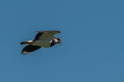 Low angle view of singing flying pewit with open beak in blue sky Stock Photos