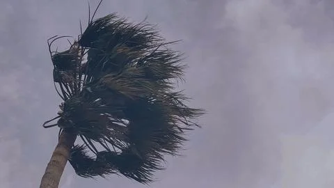 Low angle view of a single palm tree bending under a strong wind during a t.. Stock Photos
