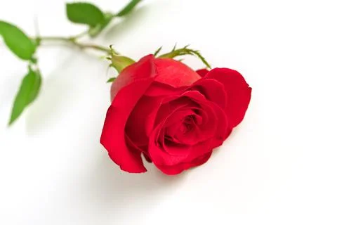 Low Angle View of a Single Red Rose Isolated on a White Background Stock Photos
