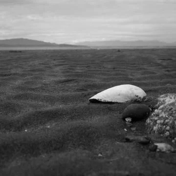 Low angle view of a single seashell on wavy sand by the sea at low tide Foto stock