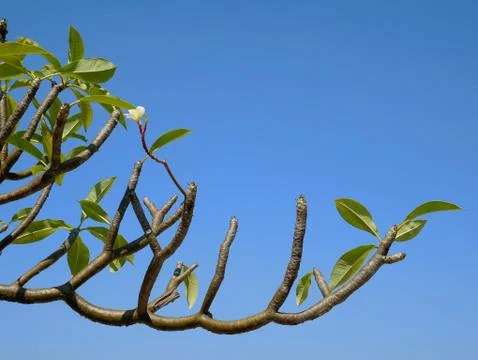 Low Angle View of Single White Plumeria Flower on Tree Branches Against Clear Stock Photos
