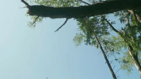 Low angle view of sky and trees of forest and planes flying in sky amon clouds Stock Footage 135732892