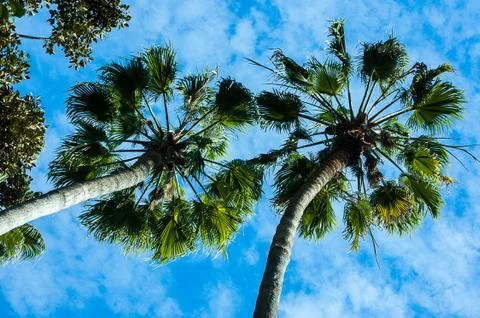Low angle view of sky through palm trees Stock Photos