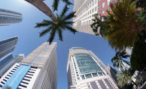 Low angle view of skyscraper and palm tree. Stock Photos