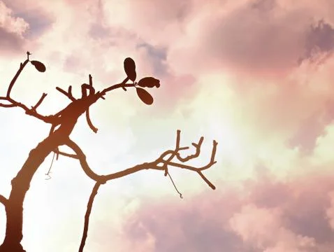 Low Angle View of Small Bare Tree Against Cloudy Sky Stock Photos