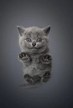 Low angle view of small british shorthair kitten with copy space Stock Photos