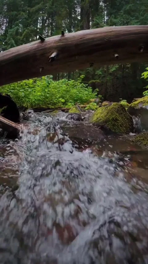 Low angle view of a small forest stream flowing over rocks under a fallen log Vídeos de archivo 334084131