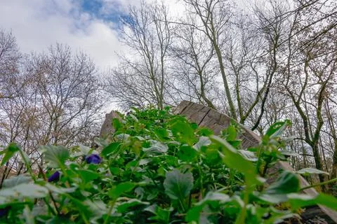 Low angle view of small green plants growing on a fallen tree trunk in a le.. Stock Photos
