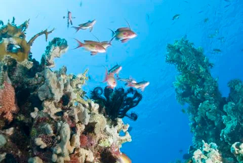 Low angle view of small group of male lyretail anthias, sunrays 库存照片