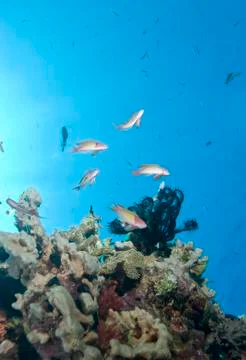 Low angle view of small group of male lyretail anthias, sunrays 库存照片