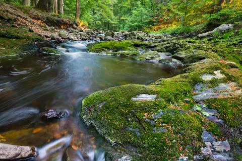 Low angle view of a small mountain creek in the High Fens, Ardennes, Belgium  Stock Photos