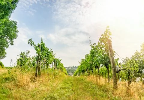 Low angle view of a small Vineyard in Vienna Stock Photos