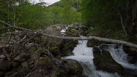 Low Angle View of Small Waterfall Stream in Lush Forest with Fallen Tree Trunk Stock Footage 333838206