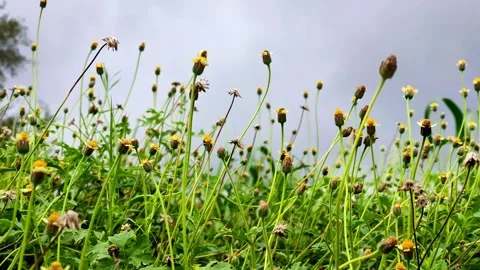 Low Angle View of Small Wild Yellow Flowers Swaying Under Cloudy Sky Stock Footage 341668491