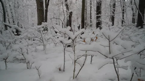 Low angle view of snow covered forest Stock Footage 60857658