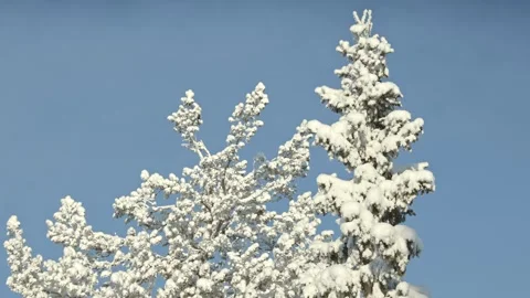 Low-angle view of a snow covered pruce tree top in Sjusjøen, Norway, against a Stock Footage 330925508
