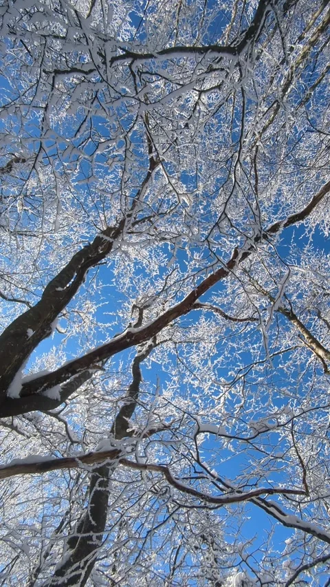 Low angle view of snow covered beech tree crowns against clear blue sky in 스톡 동영상 336395246