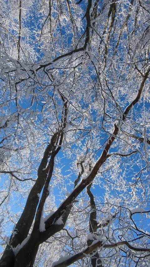 Low angle view of snow covered beech tree crowns against clear blue sky in Stock Footage 336395333