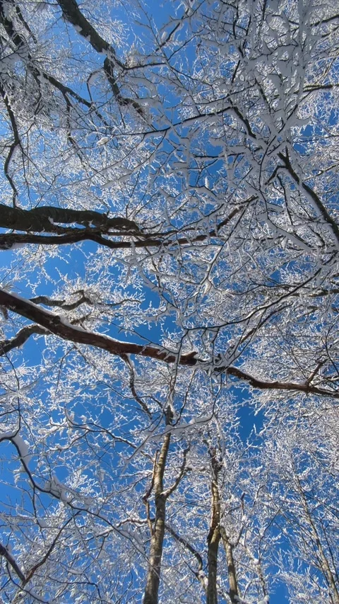 Low angle view of snow covered beech tree crowns against clear blue sky in Stock Footage 336395375