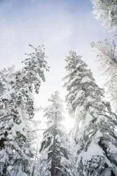 Low angle view of snow covered trees and sunlight glowing through them to a blue Stock Photos