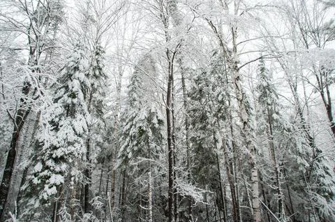 A low-angle view of a snow-covered mixed forest Stock Photos