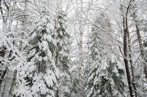 A low-angle view of a snow-covered mixed forest Stock Photos