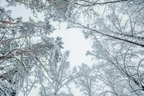 Low Angle View of Snow-Covered Tree Canopy in Winter Forest Stock Photos