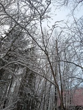 Low Angle View of Snow Covered Bare Trees on an Overcast Winter Day Stock Photos