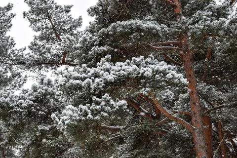 Low angle view of snow covered pine trees against clear winter sky Stock Photos