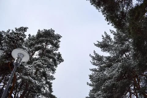Low angle view of snow covered pine trees against clear winter sky Stock Photos