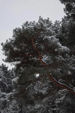 Low angle view of snow covered pine trees against clear winter sky Photos