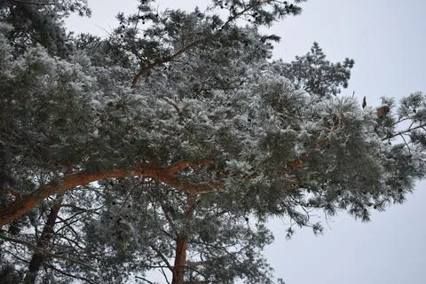 Low Angle View of Snow Dusted Pine Tree Canopy Against Winter Sky Stock Photos