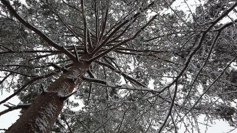 Low angle view of snow falling at forest in winter Stock Footage 107476218