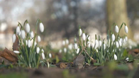 A low angle view of snowdrops bunches. Stock Footage 146719827