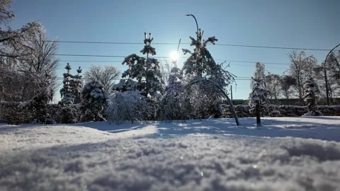 Low Angle View Of Snowy Fir Trees In Winter Park Stock Footage 332337339