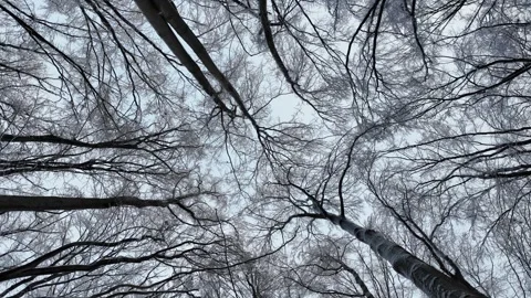 Low Angle View Of Snowy Tree Canopy In Winter Forest Stock Footage 327726425